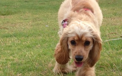 House-sitting – Happy Pets, Happy Owners, Happy Sitters